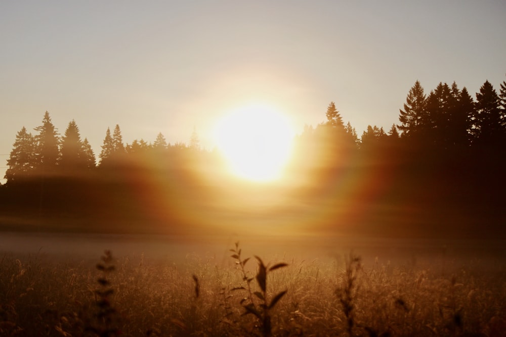 sunset and pine trees