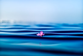 A vibrant pink flower lightly floats on serene, undulating blue water, creating a peaceful and harmonious scene.