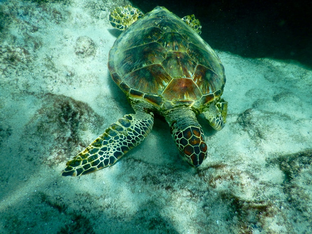 brown and green turtle