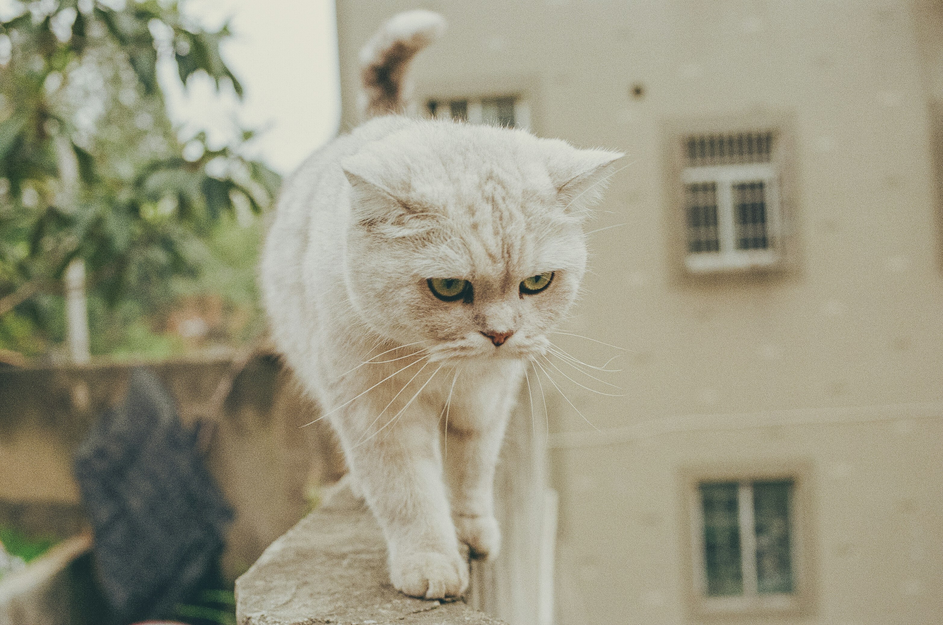 white and gray coated cat