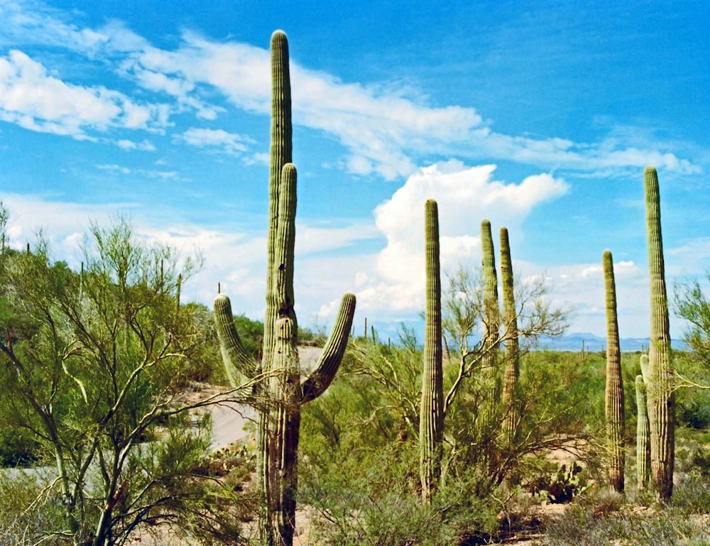 green cactus