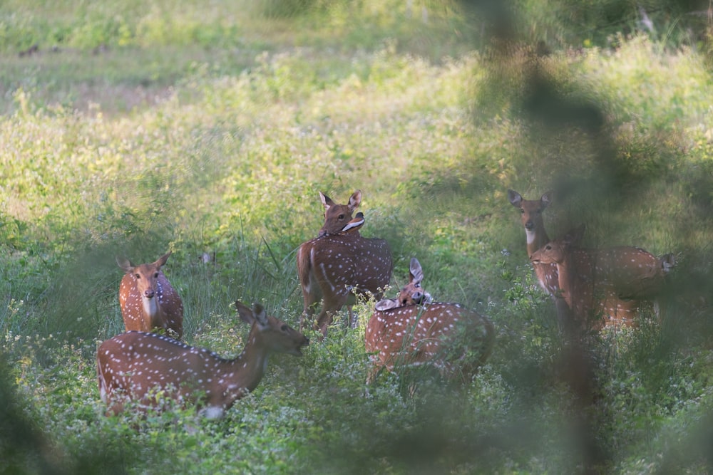 brown deer on green grass during daytime