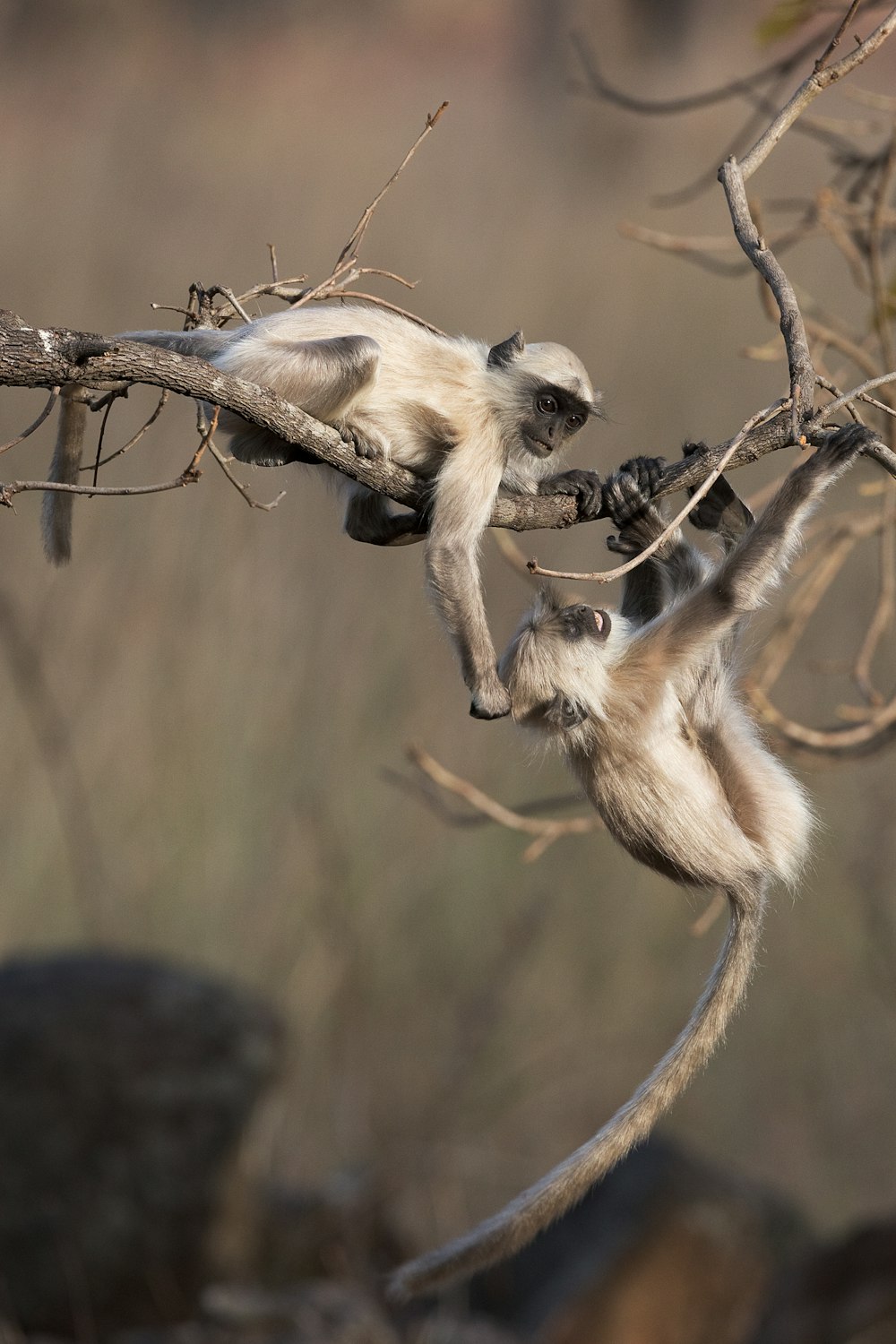 gray monkey on tree branch