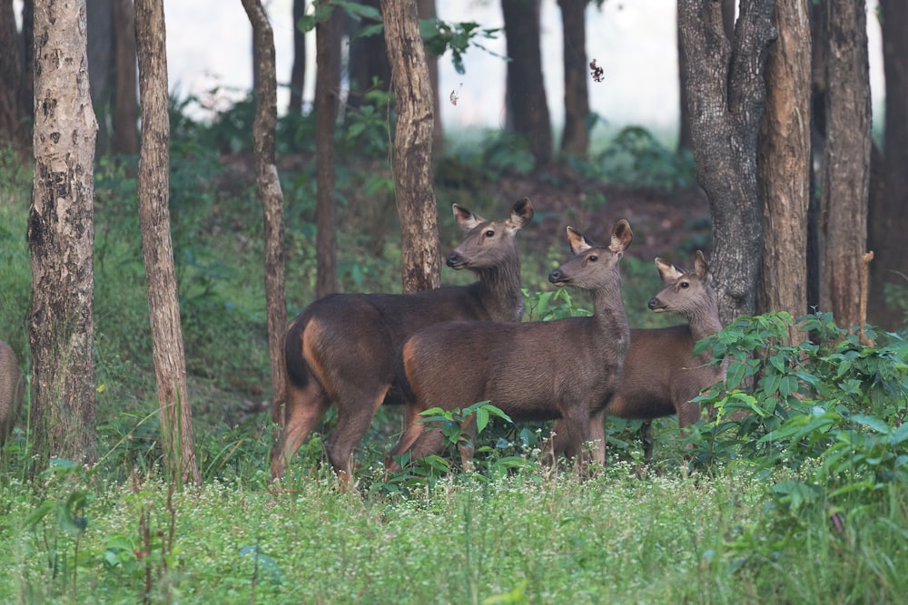 three black animals near tree