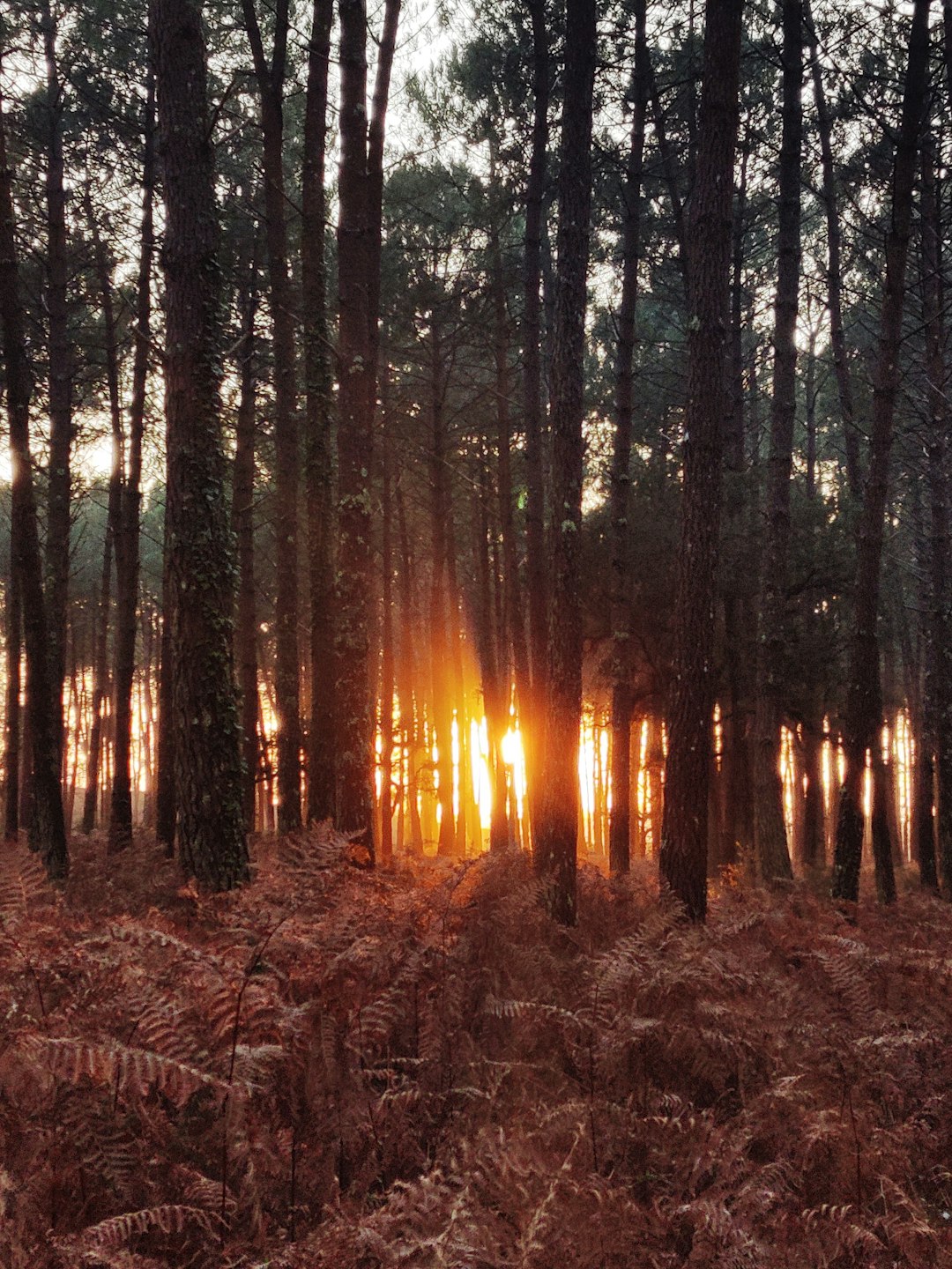 Forest photo spot Soustons Anglet