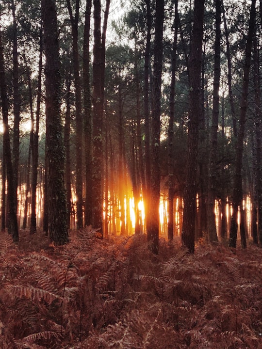 photo of Soustons Forest near Le Musée de la mer