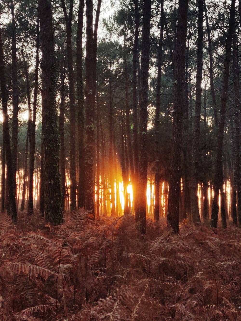 sun rays on trees