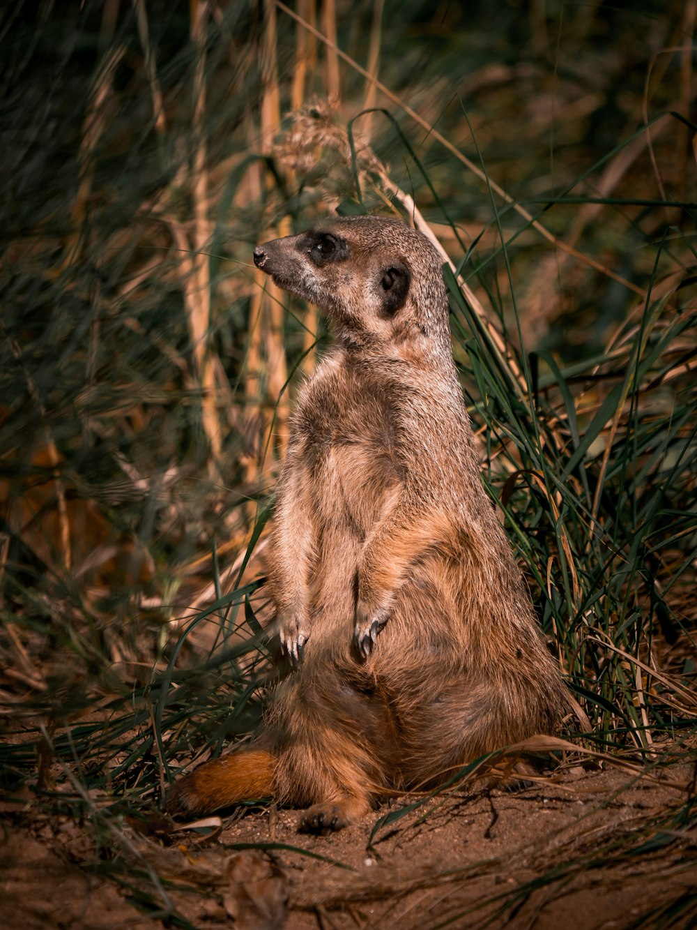 brown and gray meerkat