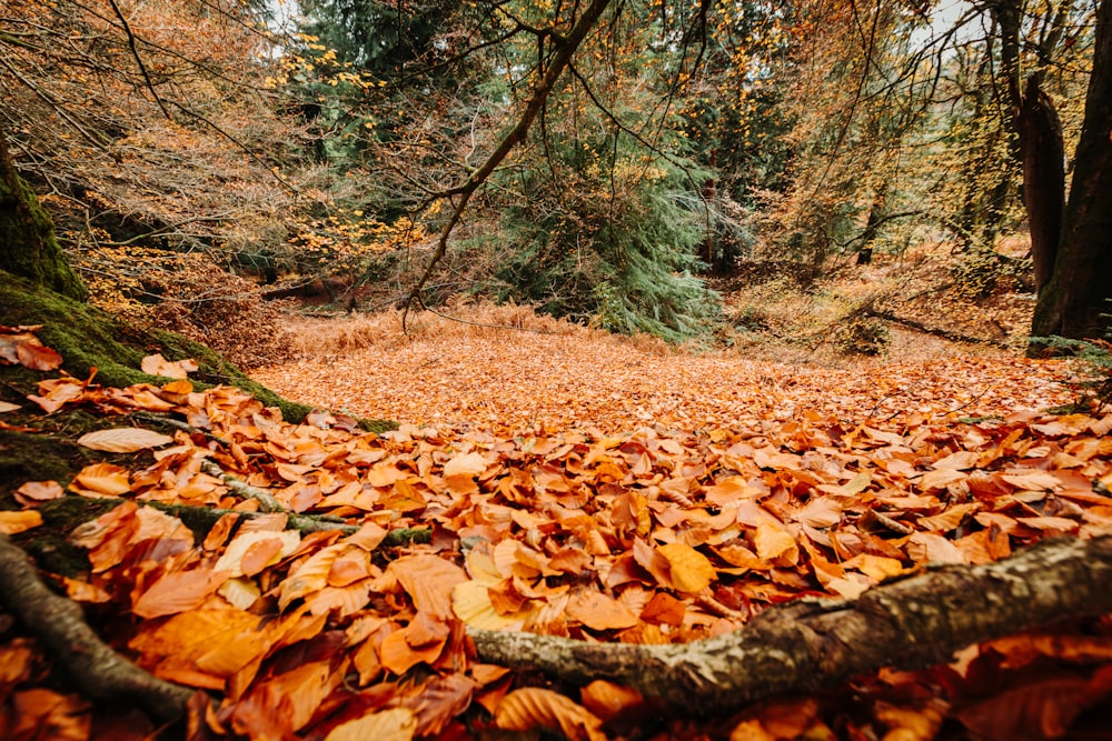 dried leaves