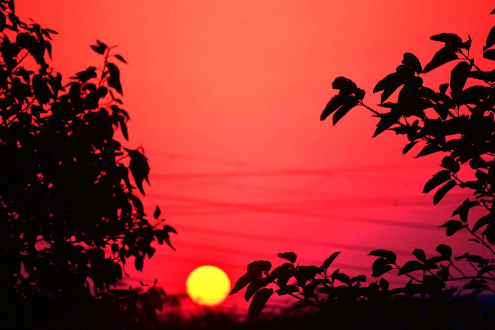 silhouette of trees