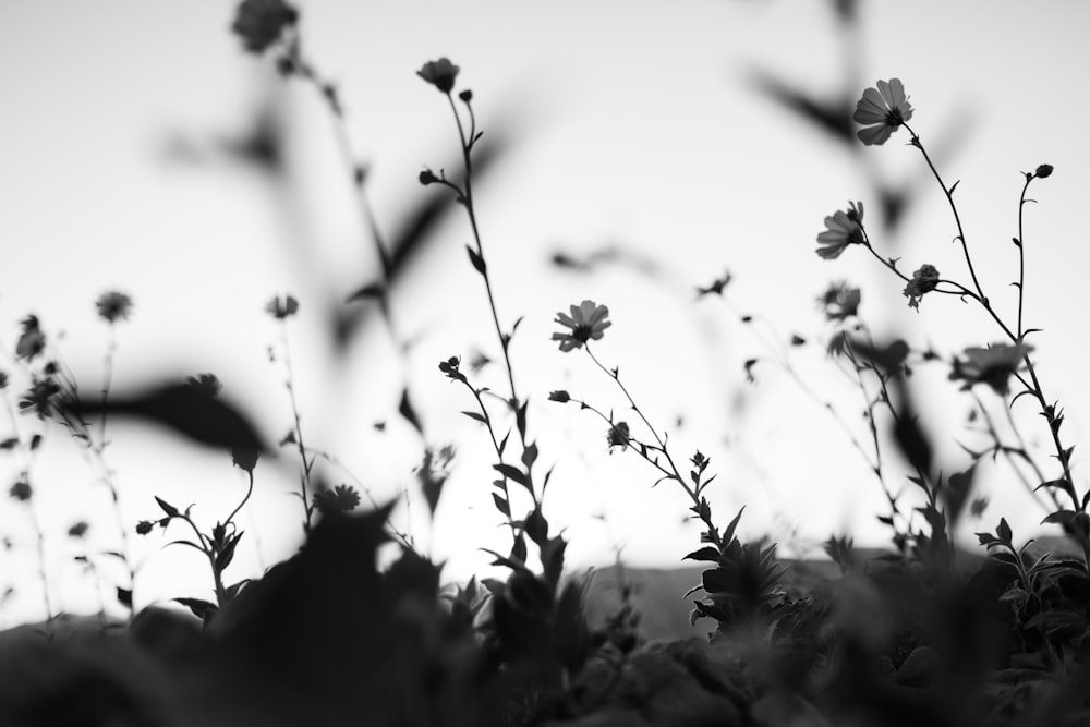 white petaled flowers blooming during daytime