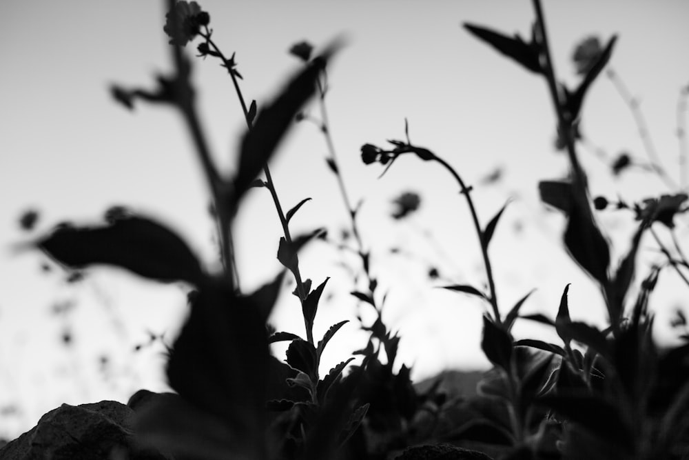 low-angle photography of leafed-plants