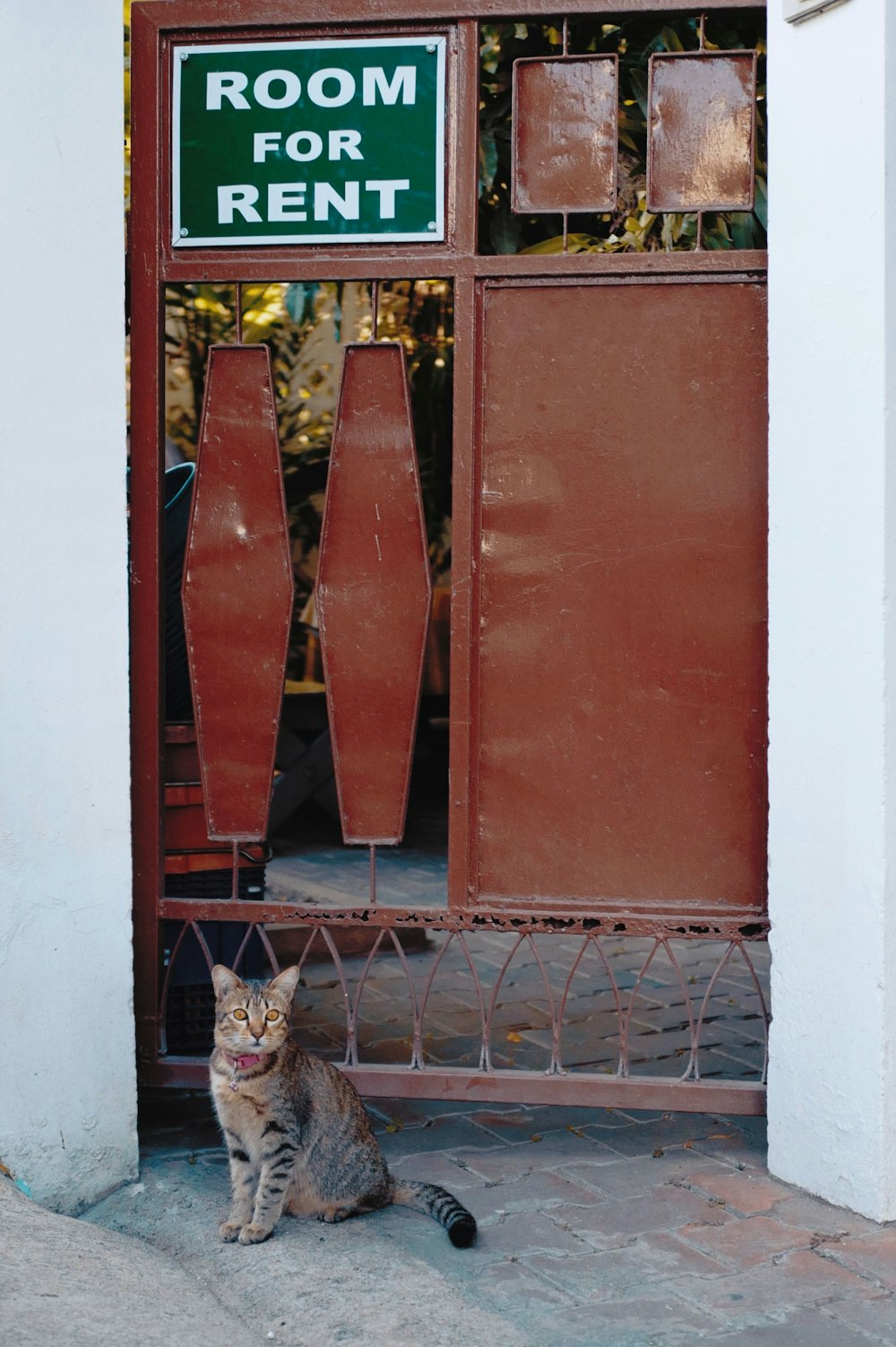 gray tabby cat sitting near steel gate