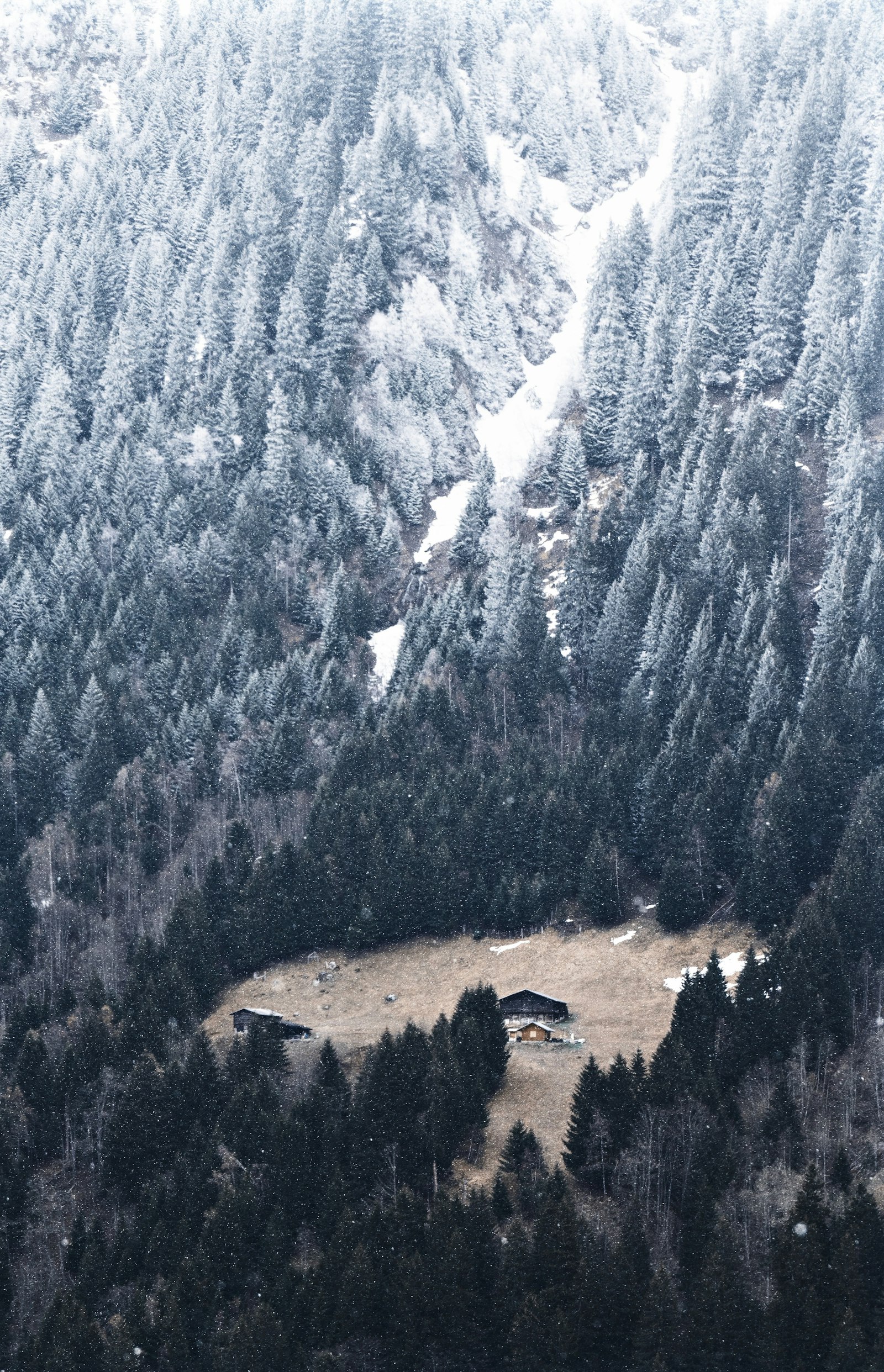 Sony a7 + Sony FE 70-200mm F4 G OSS sample photo. Aerial photography of pine photography