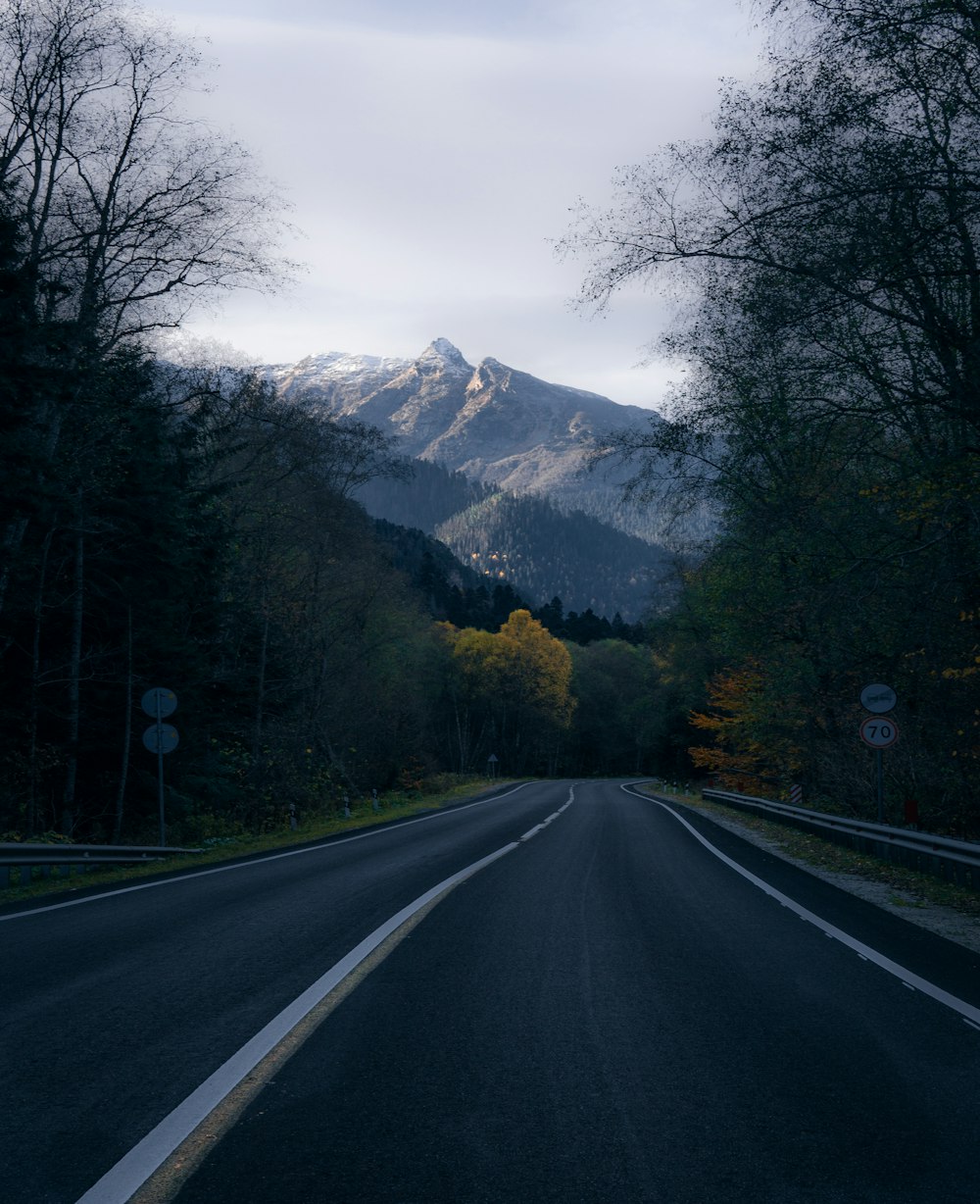 trees near road