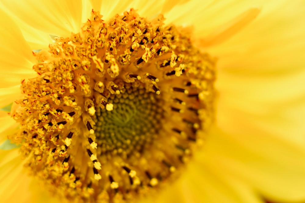 yellow sunflower flower