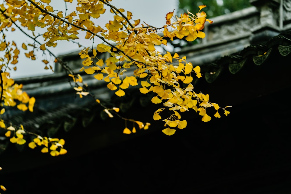 yellow leaf tree near building during day