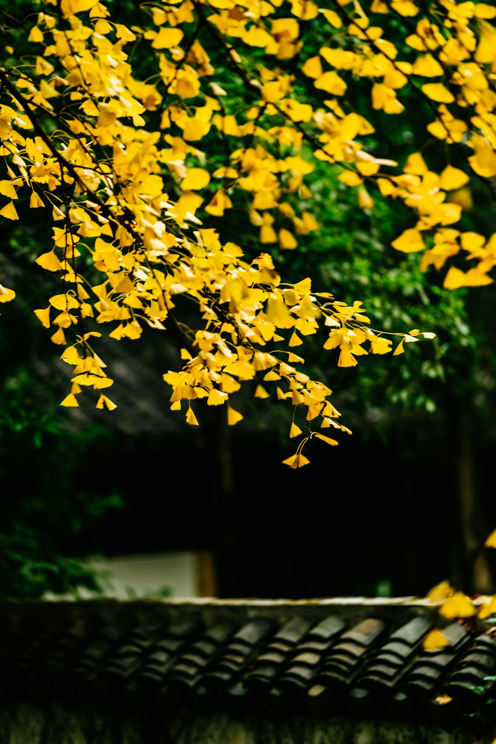 yellow tree