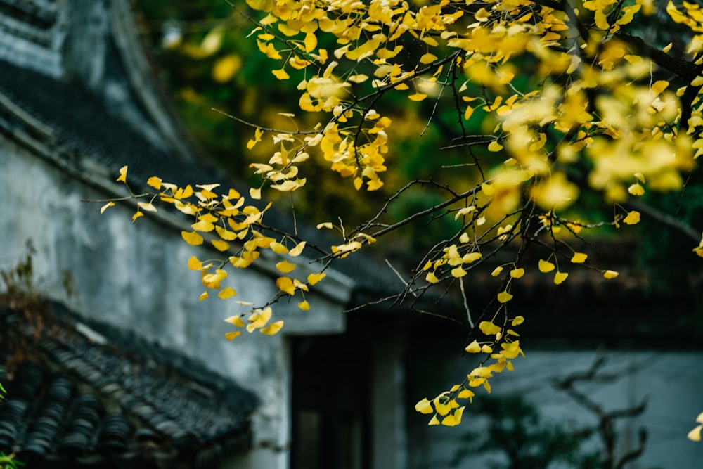 yellow leaf tree