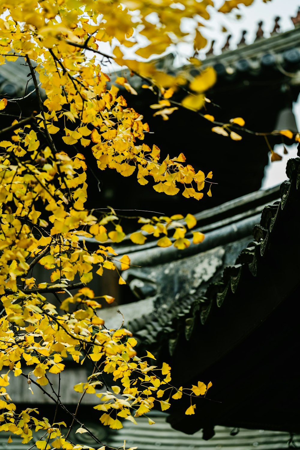 yellow-leafed tree during daytime