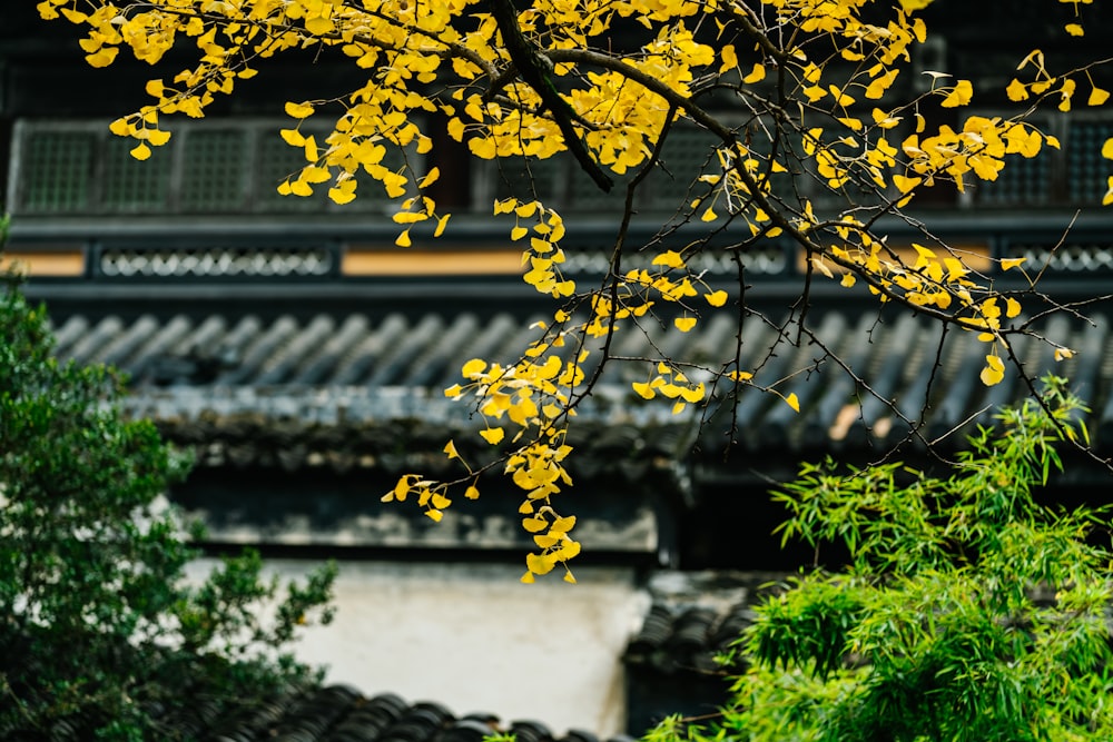 yellow leaf tree near green leaf plant