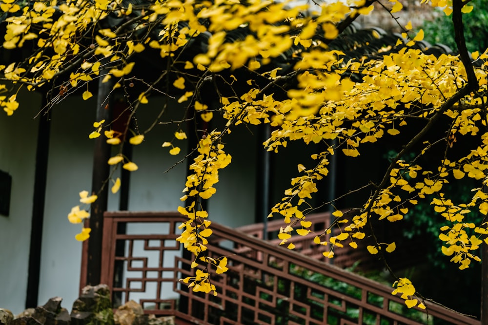 건물 앞에 노란 잎사귀가 있는 나무