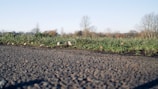 Close-up of a paved access road leading to a commercial lot surrounded by greenery.