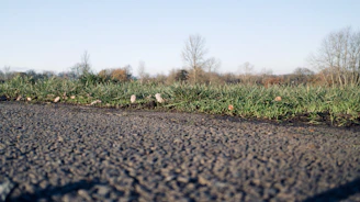 Wide shot of a completed eco-friendly pavement blending with surrounding greenery.