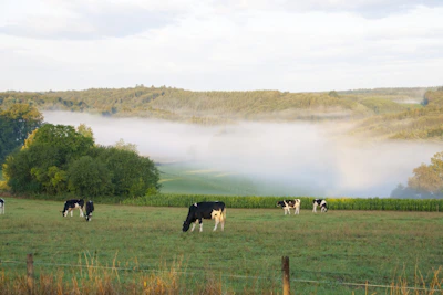 A serene morning view of cattle grazing peacefully on Shinen Ranch's green pastures.