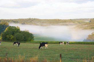 A serene morning view of healthy cows grazing peacefully on green pastures at LMP Dairies farm.