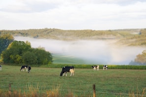 A serene morning at KVS Jeevadhara Farms with cows grazing peacefully in the dew-kissed pasture.