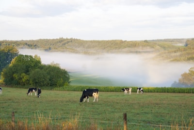A peaceful morning view of cows grazing near the orchard at Yelwa Farmhouse.