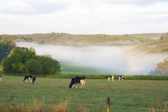 A serene morning view of healthy cows grazing peacefully on green pastures at LMP Dairies farm.