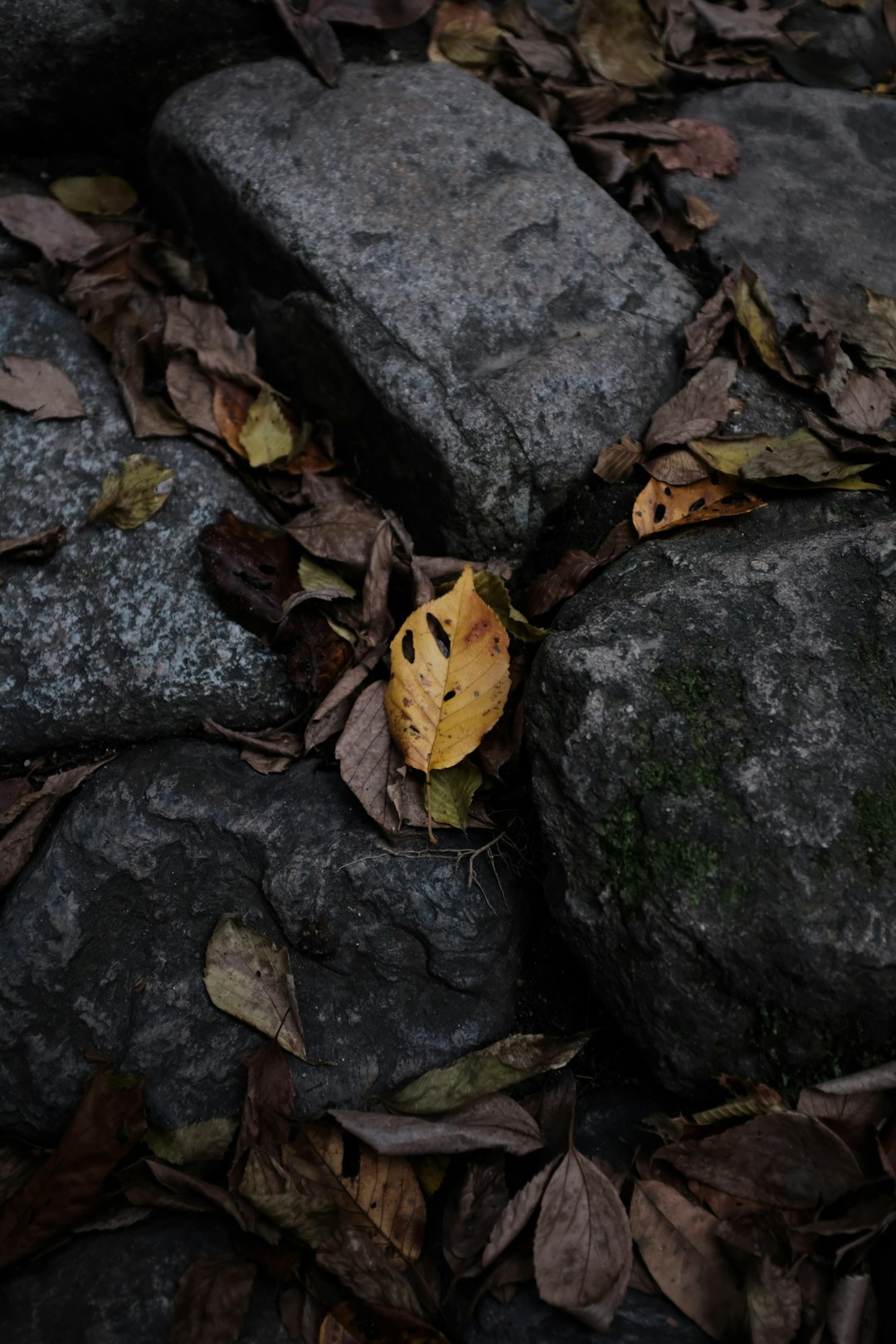 dried leaves on rocks photography