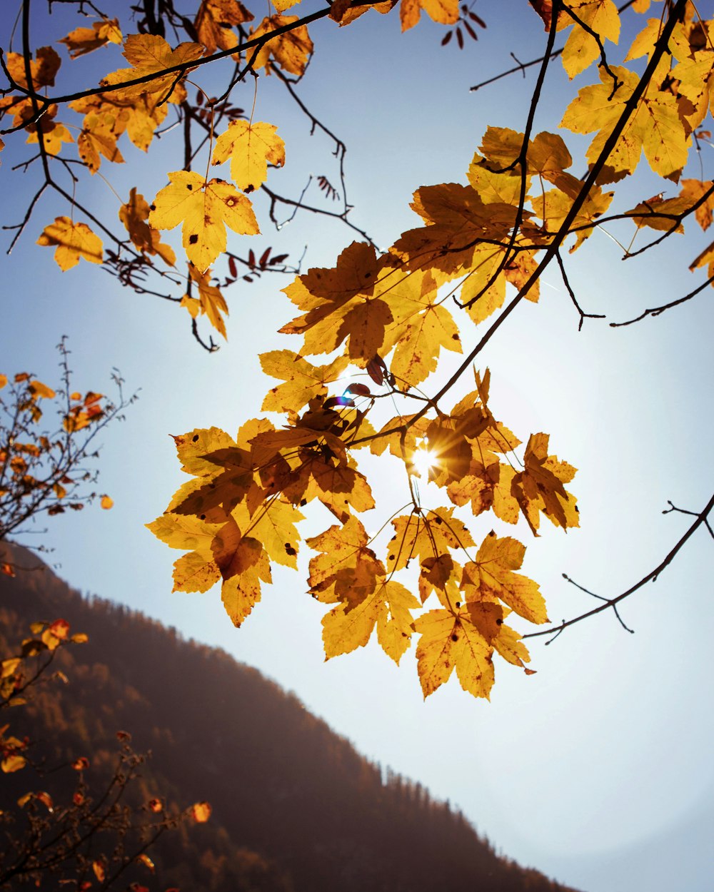 yellow maple leaves