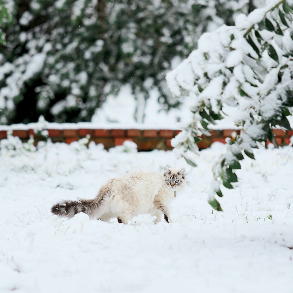 gray cat standing near wall