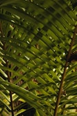 Green palm leaves with long, slender leaflets are arranged in a layered, overlapping pattern. The leaves display varying shades of green, with some shadow play creating a natural texture.