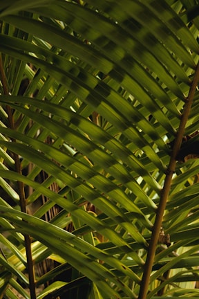 Green palm leaves with long, slender leaflets are arranged in a layered, overlapping pattern. The leaves display varying shades of green, with some shadow play creating a natural texture.