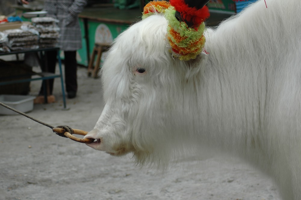 white cow with flowers on horn