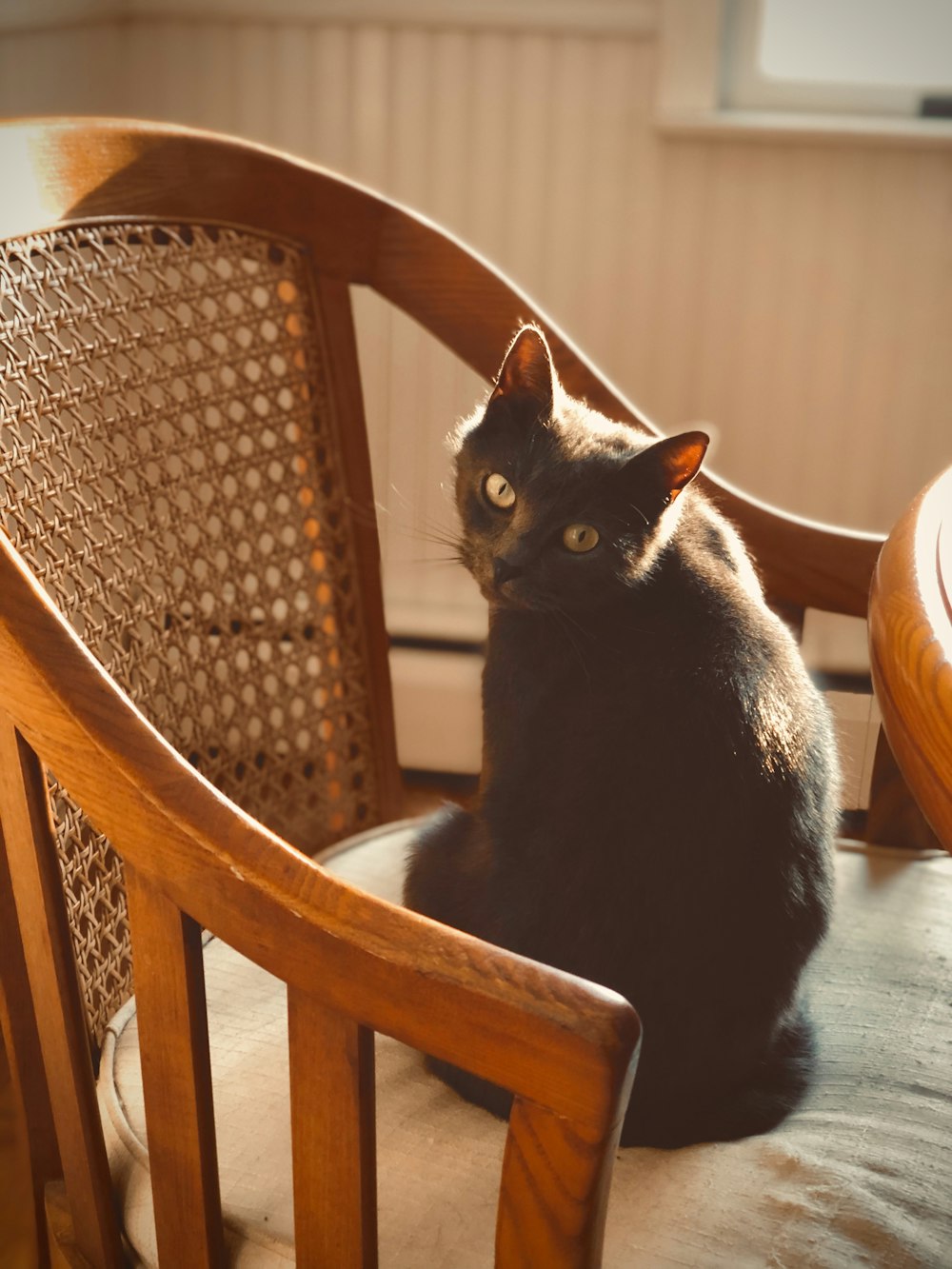 short-fur black cat on brown armchair