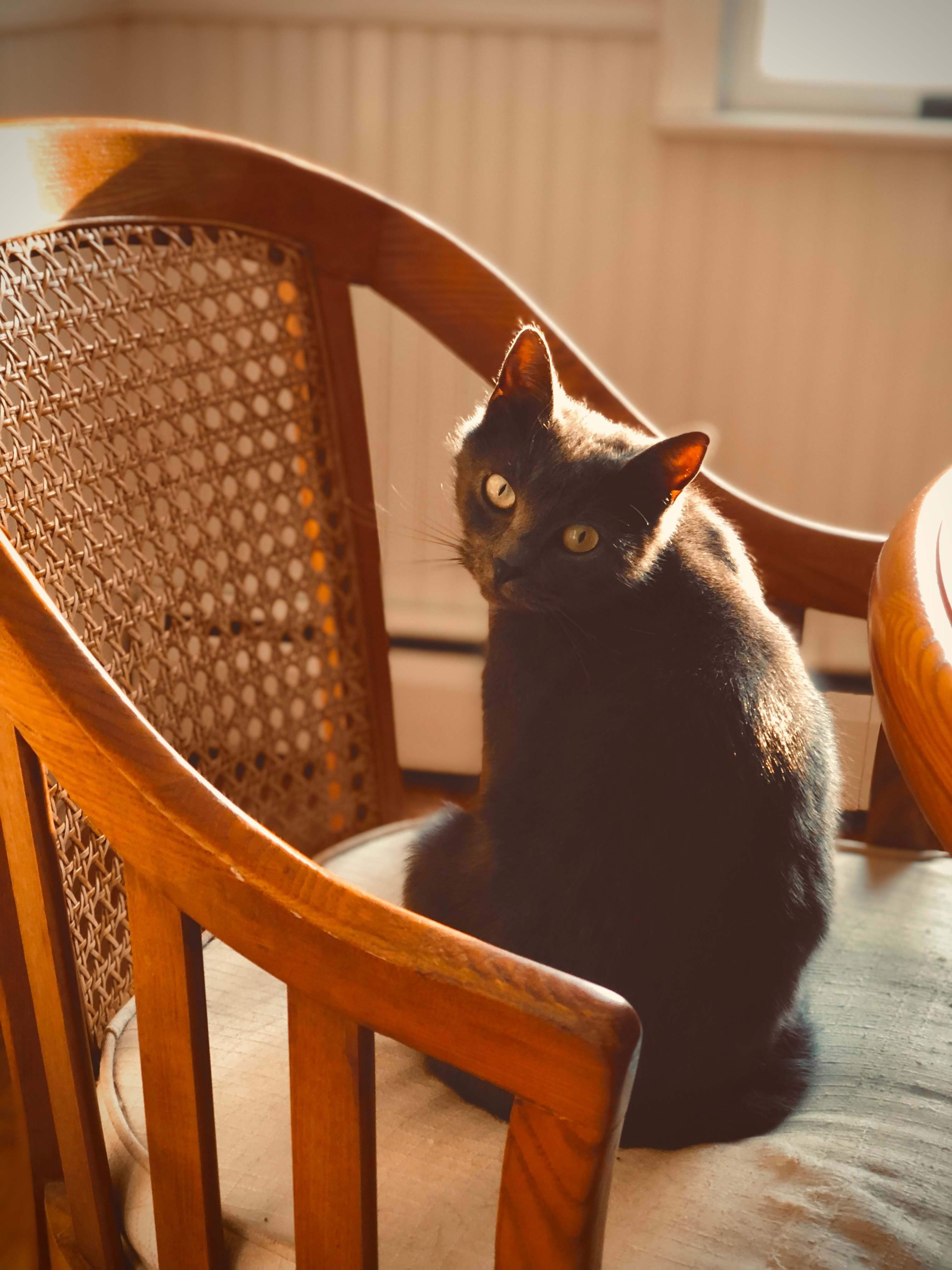 short-fur black cat on brown armchair