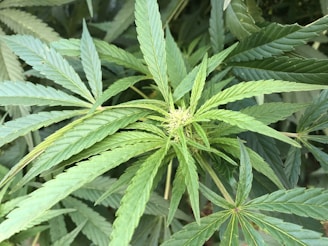 A vibrant green cannabis plant with healthy leaves in sunlight.
