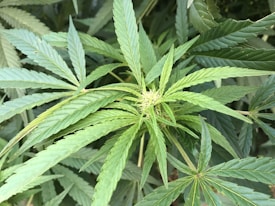 A close-up view of lush green cannabis leaves with serrated edges radiating from a central bud. The plant displays healthy foliage with vivid green tones, indicating a thriving growth environment.