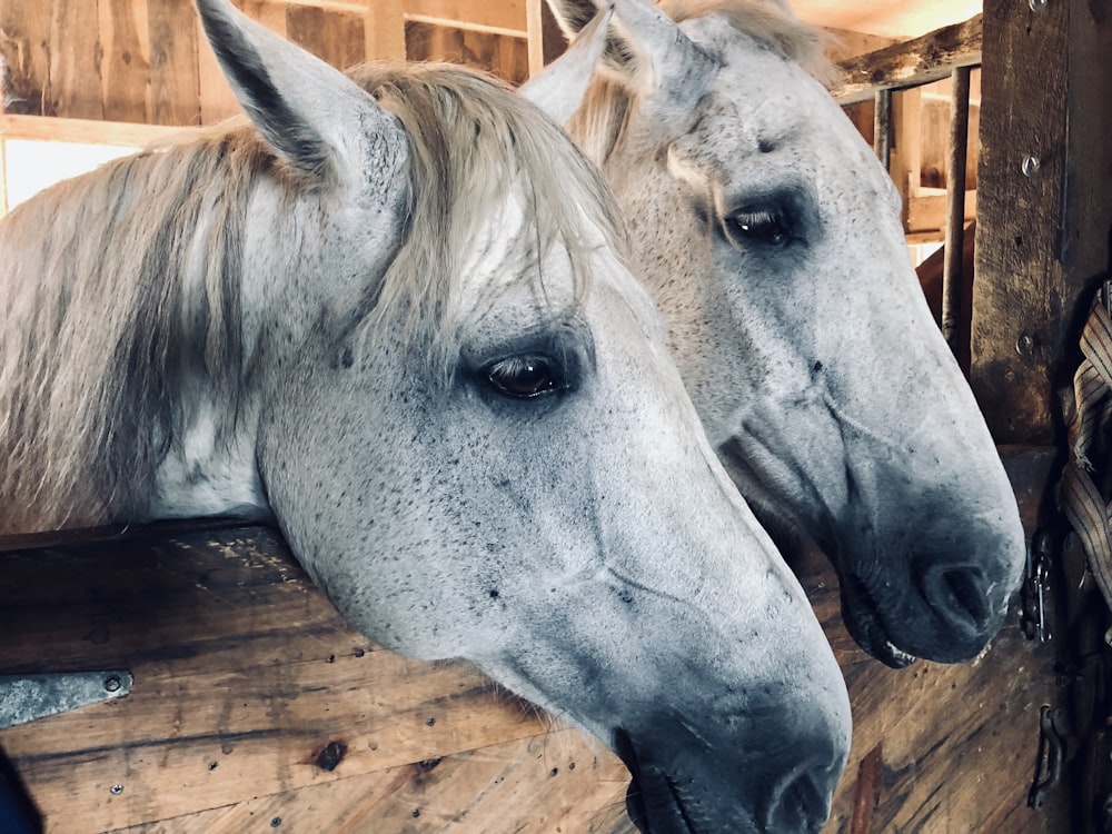 two white horses leaning over brown wooden gate