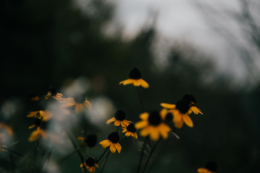 yellow flowers in bloom