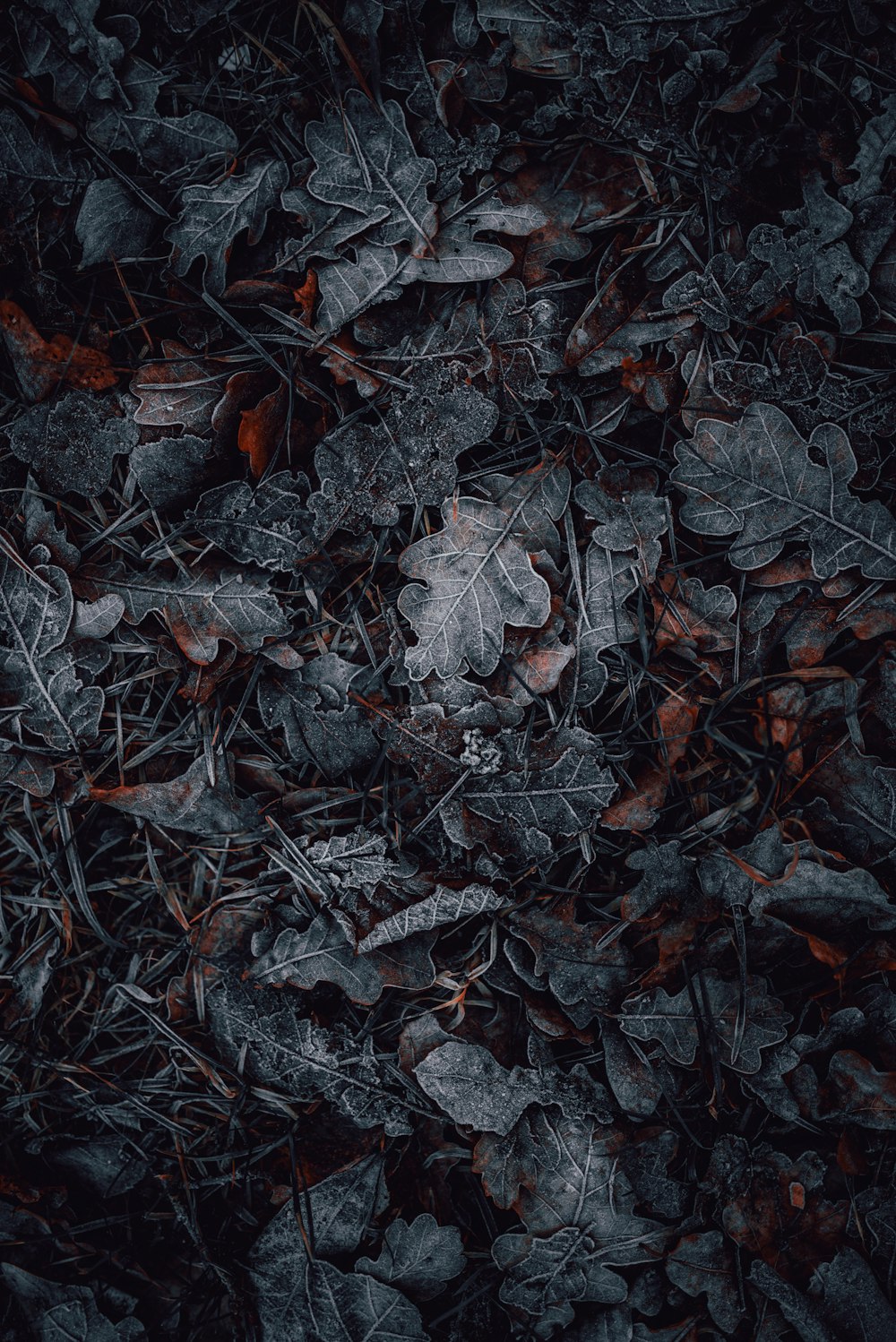 macro photography of gray and brown leaves