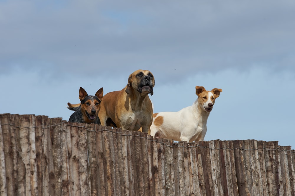 three assorted breeds of dogs