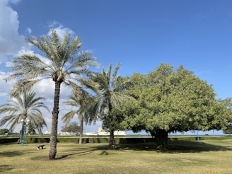 A peaceful trailer park entrance with palm trees and clear skies.