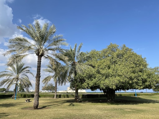 A peaceful trailer park entrance with palm trees and clear skies.