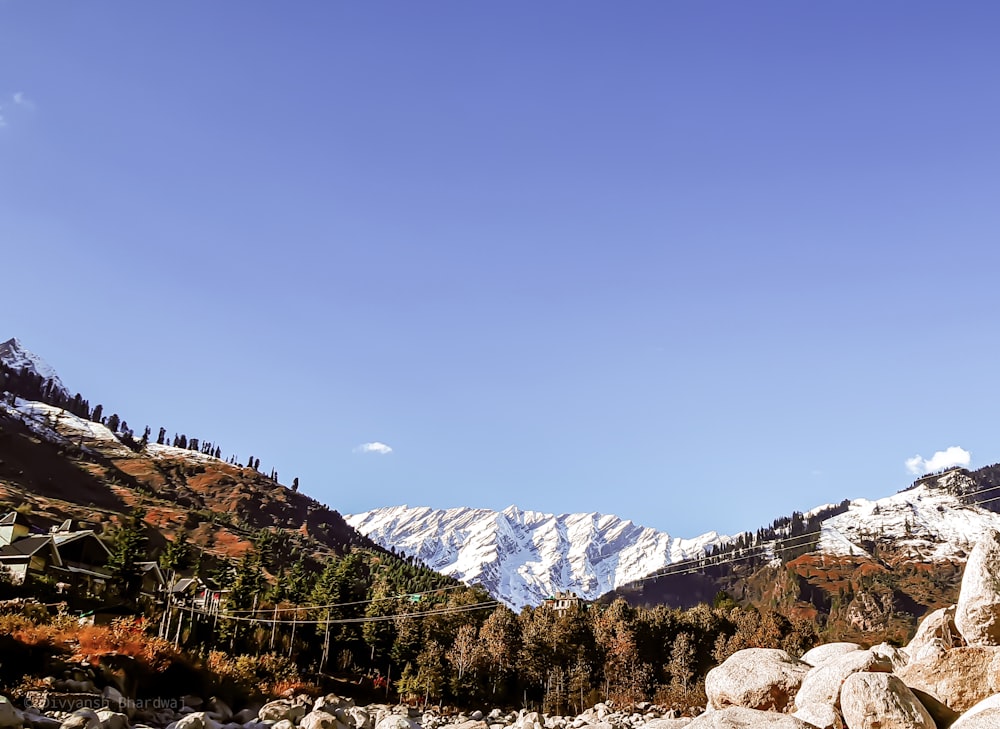 trees near snow-covered mountain during daytime